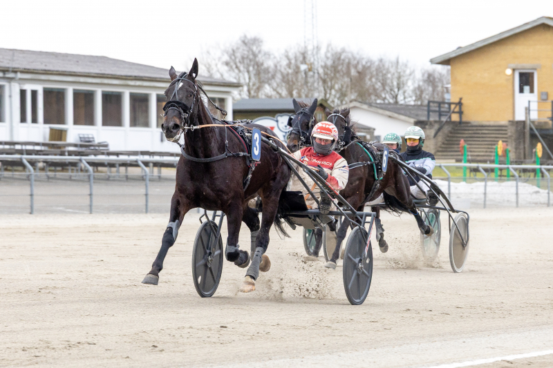 Nordjysk stutteri kan få ny succes kandis_spring