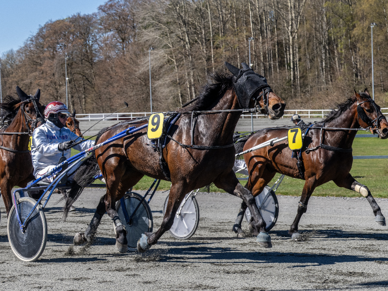 mpressive K med Frank Mikkelsen 26 april 2026 Fotograf Torben Ager Travfoto Bornholm TKA 0286 800x600 1